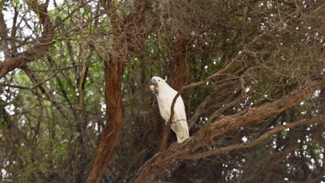 a cockatiel perched on a tree branch