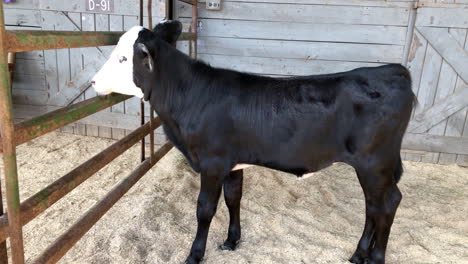 Kalb-Auf-Dem-Bauernhof-Im-Stall