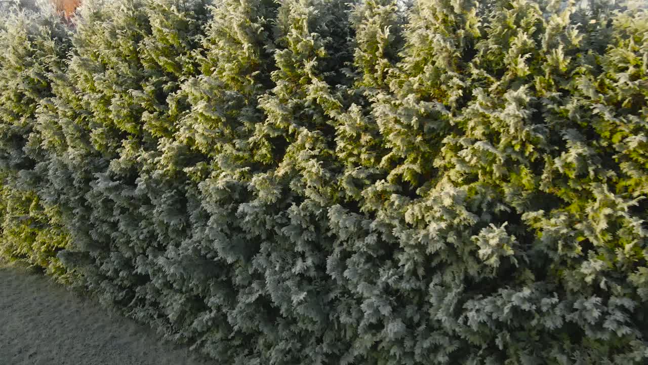 Video footage gliding in front of first snow or frozen evergreen hedge with morning frost and ice on it during a cold day. Sunshine melting the snow and ice crystals. Frigid weather in home garden