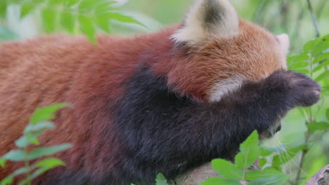 Primer-Plano-Macro-De-Lindo-Gato-Oso-Rojo-Soñoliento-O-Panda-Rojo-Despierta-En-El-árbol-Por-La-Mañana,-4k