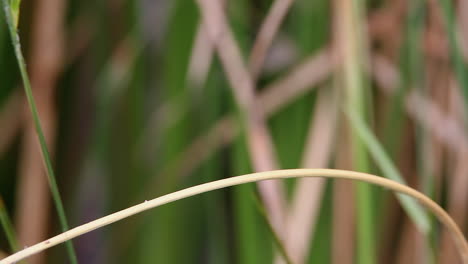 blue dasher dragonfly with green eyes on marsh grass, macro portrait