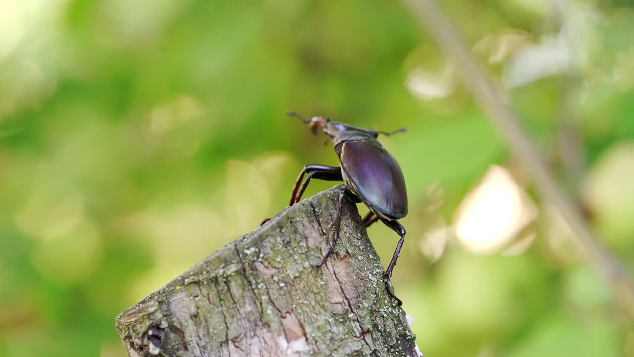 The Siamese rhinoceros beetle on branch with blurred nature background. Stag Beetle (Lucanus cervus).
