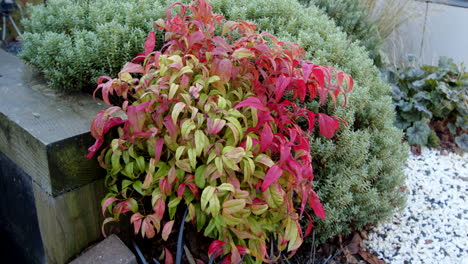 nandina fire power in a winter garden on a frosty day static ms