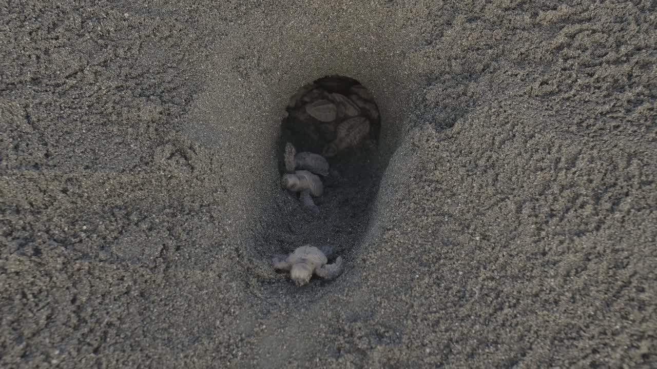 las tortugas bebés surgen de un nido en la arena, comenzando su viaje al mar.