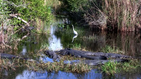 wide shot of alligators sleeping in a swamp in the everglades