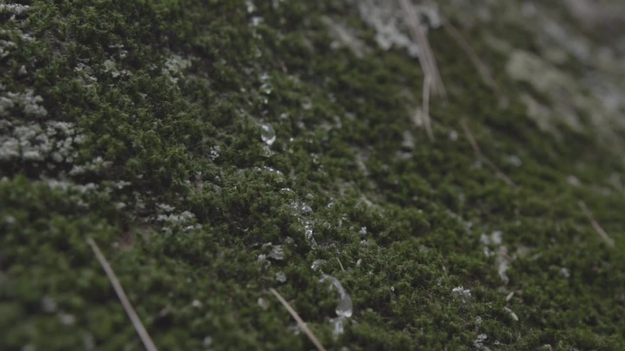 Goccia di pioggia che scende lentamente da una roccia muschiosa nella foresta, primo piano