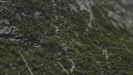 Rain-drop-slowly-drips-down-from-a-mossy-rock-in-the-forest,-closeup-shot