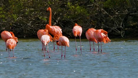 Rear-view-of-flamingo-pack-alerting-group-with-outstretched-black-wings-flapping,-slow-motion