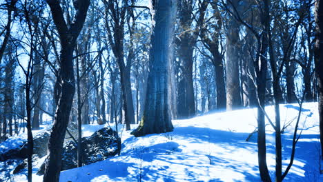 winter wonderland reveals serene beauty in quiet forested expanse