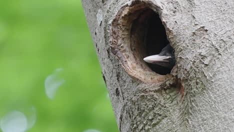 picos de pájaros carpinteros negros jóvenes que sobresalen del agujero del nido en el árbol
