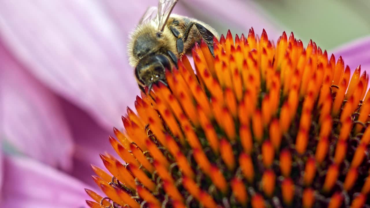 abeja melífera recolecta polen de una flor de cono púrpura y naranja
