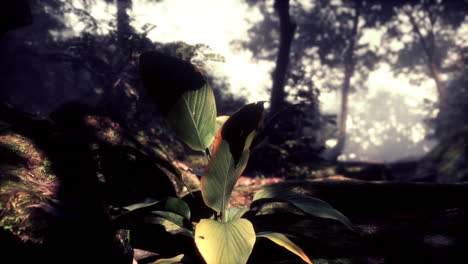 Bosque-Soleado-Temprano-En-La-Mañana