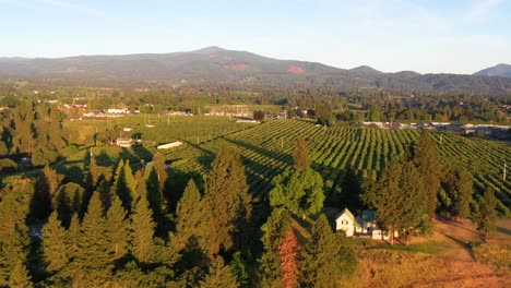slow flight over vineyards at sunrise over the pacific northwest in oregon