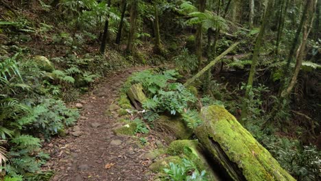 Handaufnahmen-Entlang-Des-Dave&#39;s-Creek-Circuit-Walk-Im-Lamington-Nationalpark,-Hinterland-Der-Gold-Coast,-Australien