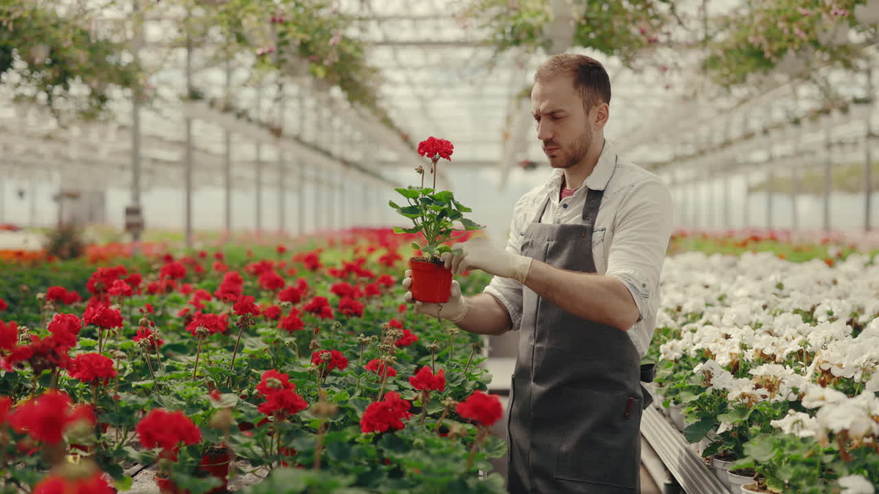 Giardiniere che ispeziona un fiore rosso in vaso in una serra
