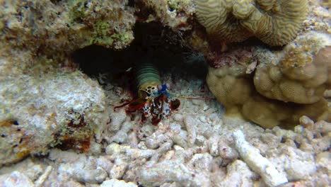 Colorful-Peacock-Mantis-Shrimp-Dances-before-retreating-into-cave-away-from-predators