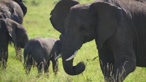 adult elephant eating grass with young elephants in background- african safari