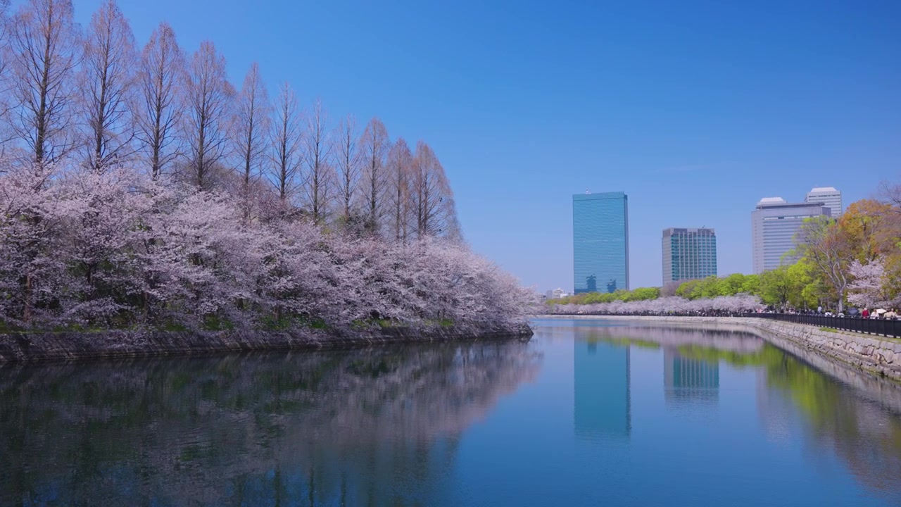Bosco di sakura che costeggia il fossato e il parco del Castello di Osaka, Riflesso della città, Giappone.