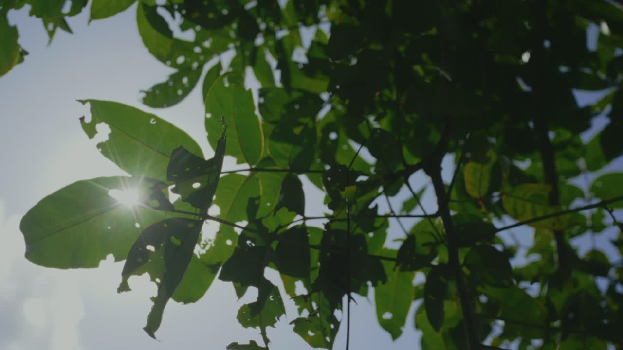 Sunlight filters through lush green leaves on a calm summer day