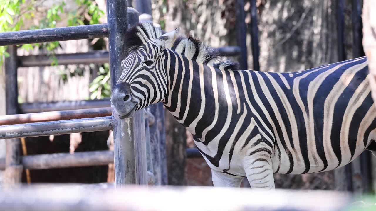 동물원 의 나무 울타리 근처 에 서 있는 제브라