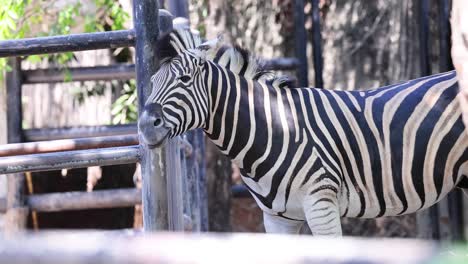 una cebra de pie cerca de una valla de madera en el zoológico