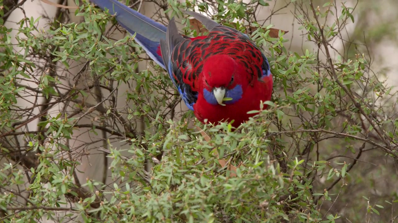 A vibrant crimson rosella parrot feeds on seeds within a leafy green bush in Australia.