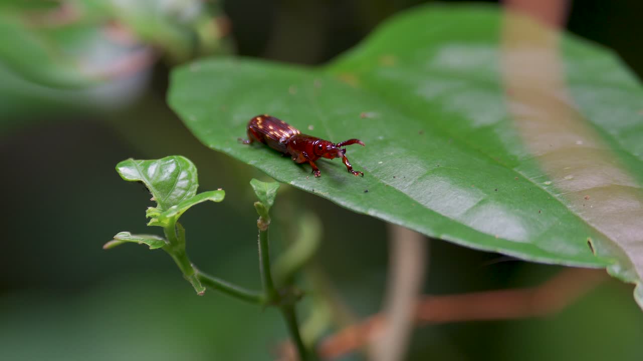 Straight Snouted Weevil (Tribe Acratini) on leaf. Brentidae is a cosmopolitan family of primarily xylophagous beetles. Close up a bug
