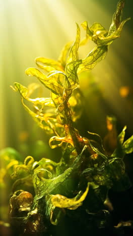 ethereal green aquatic plants bathed in golden sun rays