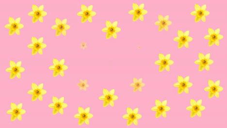 animación de múltiples flores azules y amarillas que se mueven sobre un fondo rosa