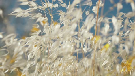 Wild-grass-blowing-in-wind-rack-focus-to-stormy-seaside