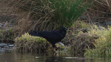 large-billed crow on bank while drinking water by the futako-tamagawa river in tokyo, japan