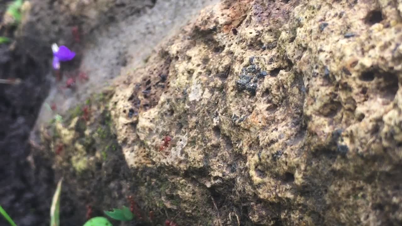 hormigas rojas yendo en fila sobre rocas