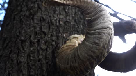 Close-up-shot-a-goat-horn-hung-on-a-tree-as-a-tradition