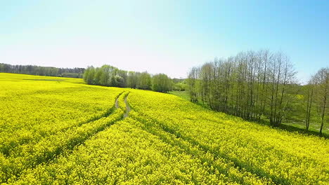 flying over the rapeseed fields with tractor marks on a sunny day