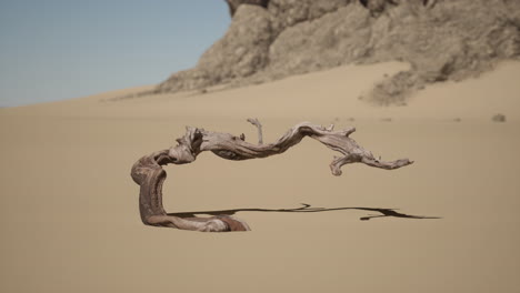 paisaje desértico con madera a la deriva