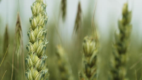 new green wheat stalks sway in windy field, macro, slow motion