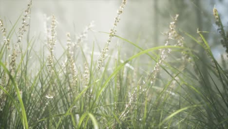 Grass-flower-field-with-soft-sunlight-for-background.