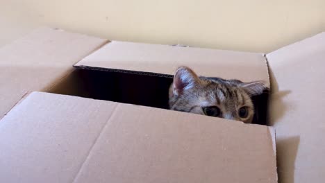close-up-view-of-cute-cat-inside-a-cardboard-box-kitten-play-Peeking-Out-flap-box