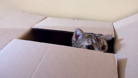 close up view of cute cat inside a cardboard box kitten play peeking out flap box