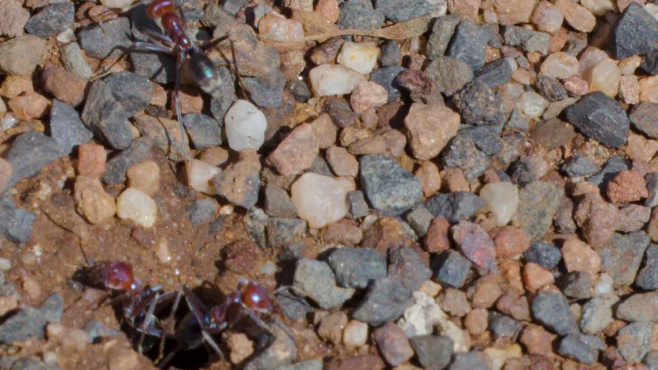 Macro fotografia ravvicinata di formiche bulldog australiane che strisciano fuori dal foro di un nido roccioso