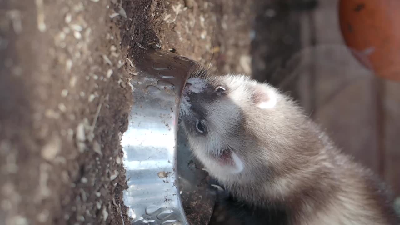 Ferret drinking from bowl
