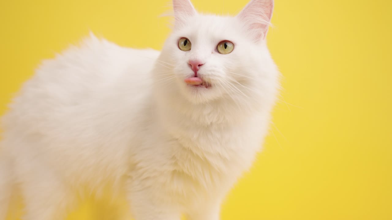Turkish angora cat posing on yellow background