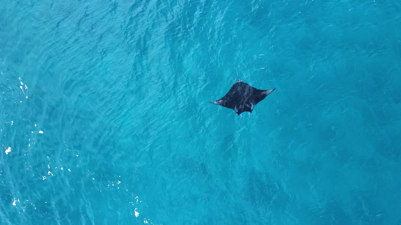una gran mantarraya marina se desliza sin esfuerzo a través del agua turquesa de una isla tropical en la gran barrera de coral