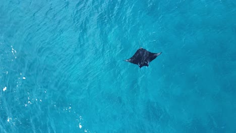 large marine manta ray glides effortlessly through the turquoise water of a tropical island on the great barrier reef