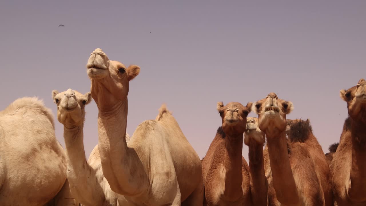 camel herd standing in front of the camera against blue sky low angle view