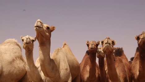 camel herd standing in front of the camera against blue sky low angle view