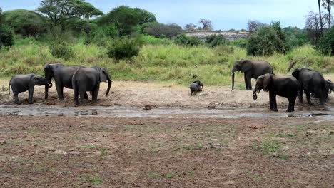 Herd-of-African-elephants-in-which-an-elephant-calf-fails-to-climb-a-mound-of-dust