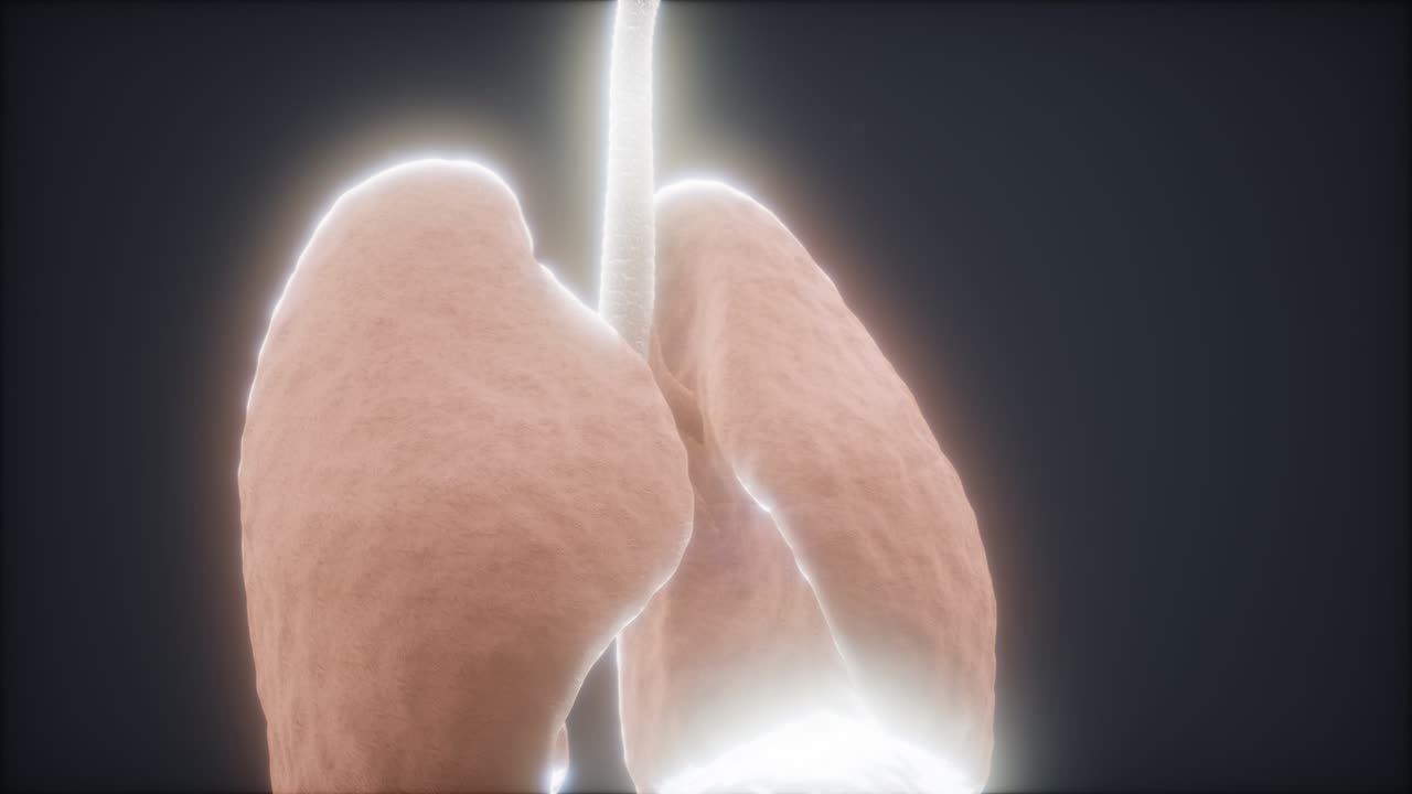 인간의 폐의 3d 애니메이션