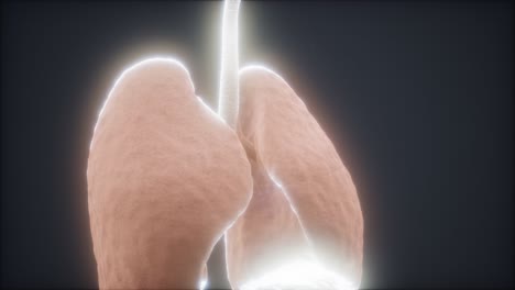 animación en 3d de los pulmones humanos