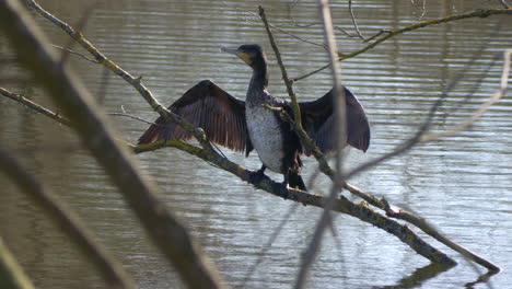 Un-Cormorán-Se-Sienta-Con-Alas-Extendidas-En-Las-Ramas-De-Un-árbol-En-La-Orilla-De-Un-Lago